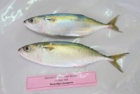 Mackerel