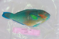 Parrot fish