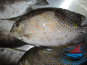 Rabbit fish