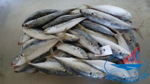 Round scad