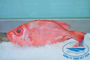 Red big eye fish