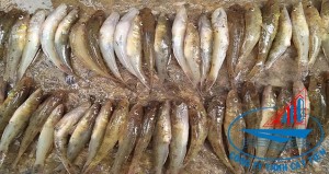  Sand goby fish