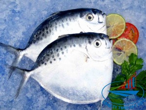 Moon Fish
