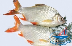 Tinfoil barb Fish