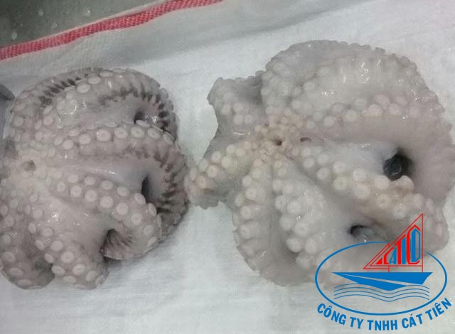  Baby octopus