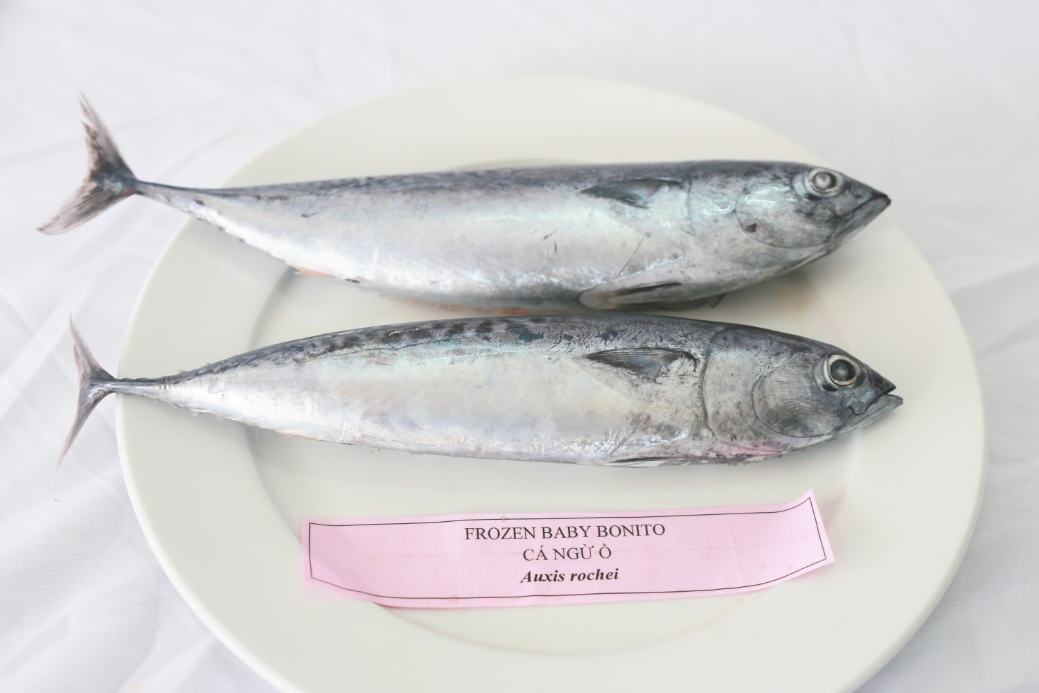 Bullet Tuna
