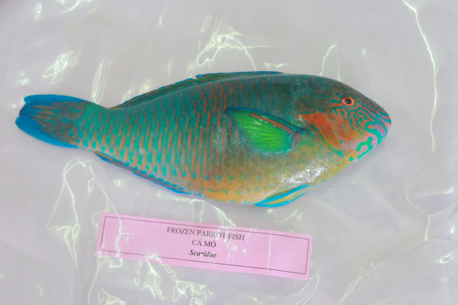 Parrot fish