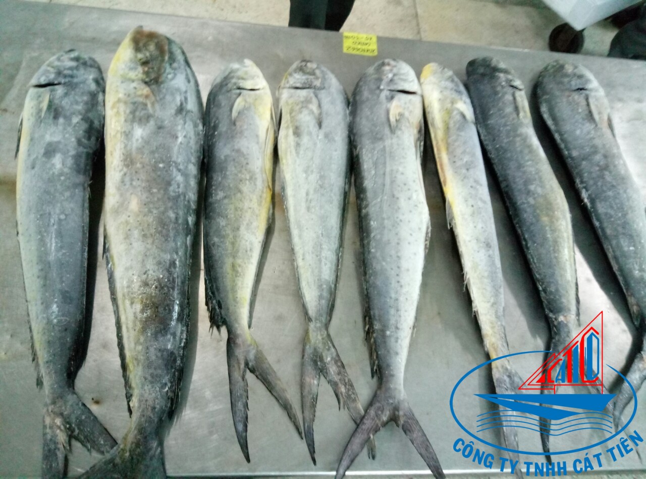 Frozen Mahi Mahi