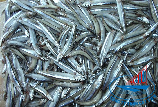  Anchovy Fish