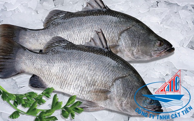 Barramundi