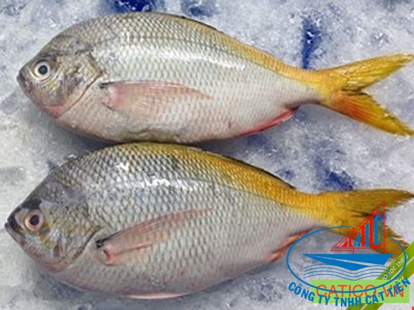  Yellow tail fusilier