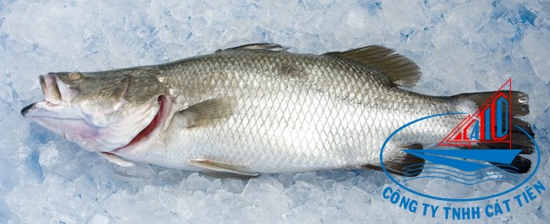 Barramundi