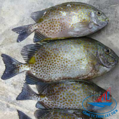 Rabbit fish