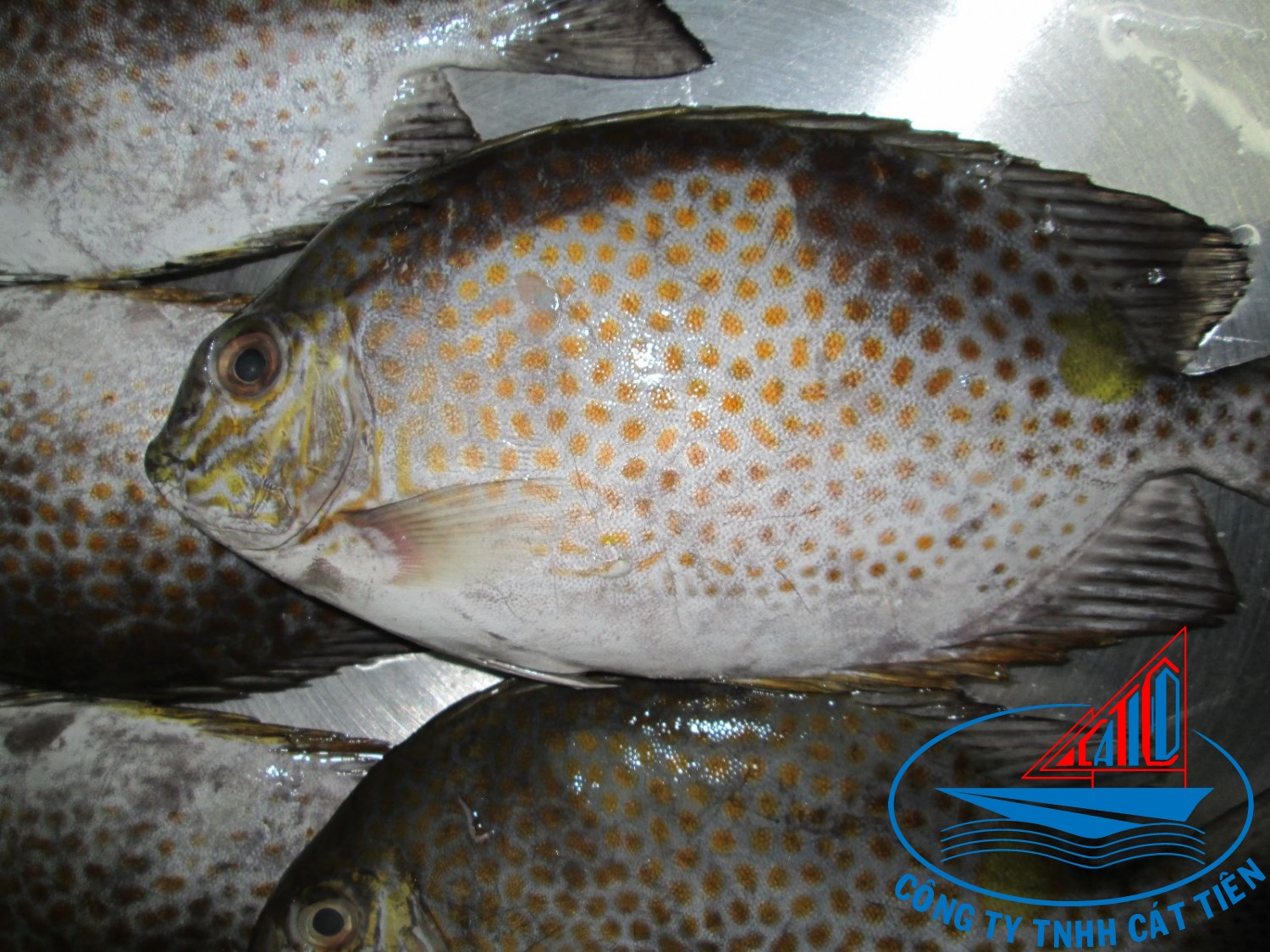 Rabbit fish