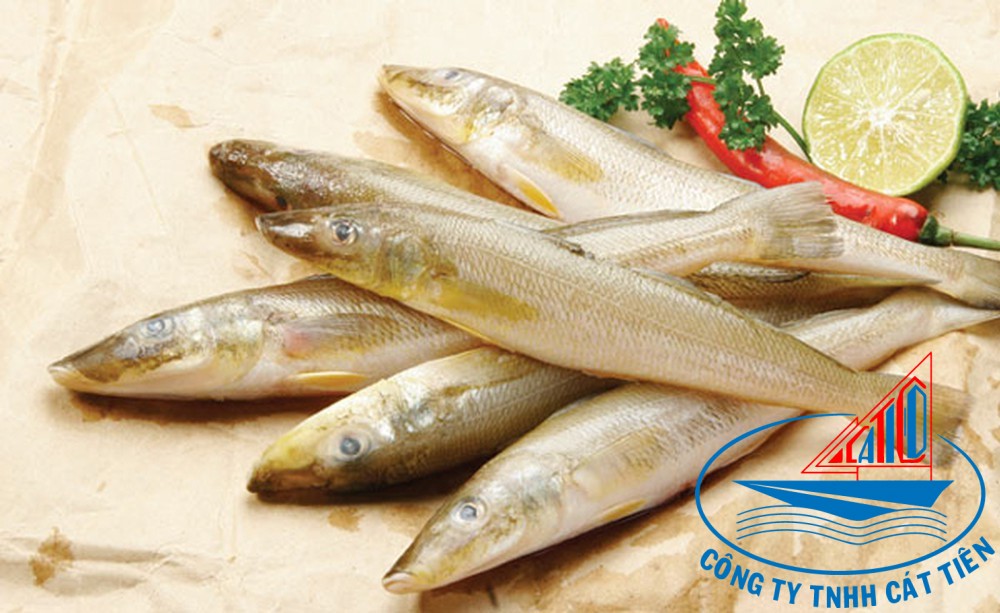  Sillago Fish
