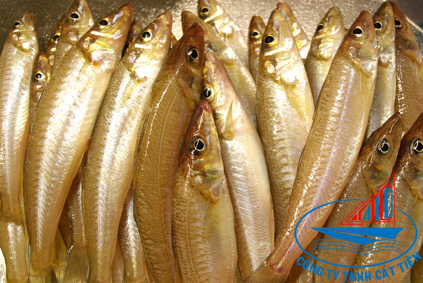  Sillago Fish