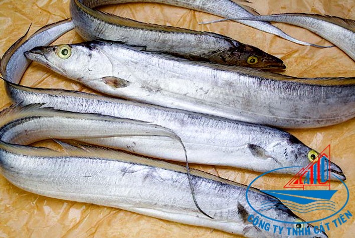 Belt Fish