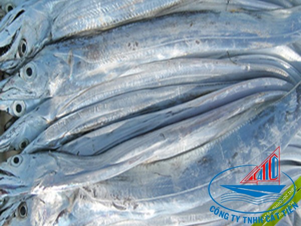 Belt Fish