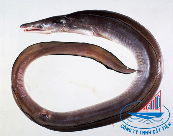  Conger eel fish