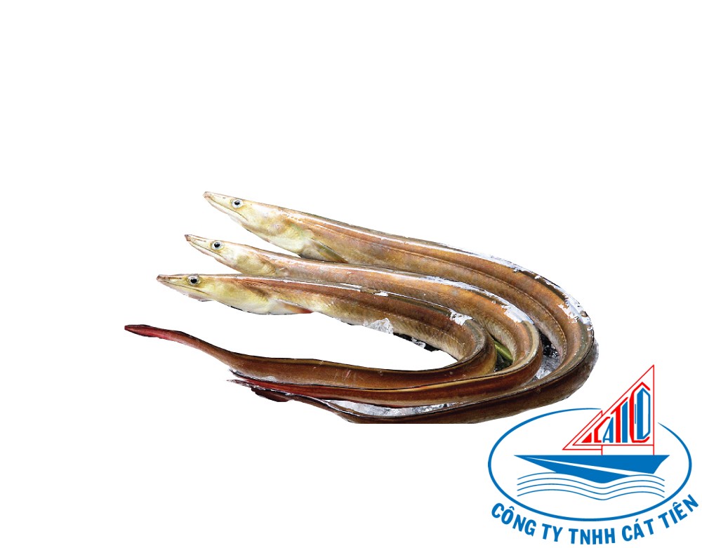  Conger eel fish