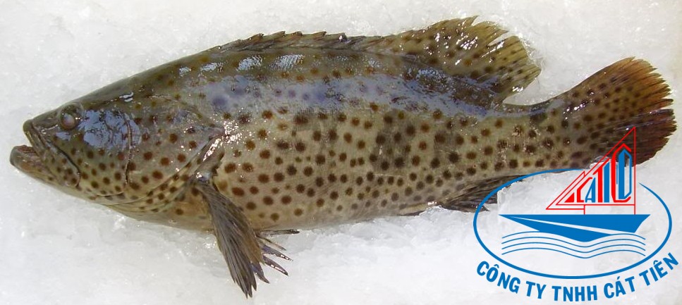 Grouper fish