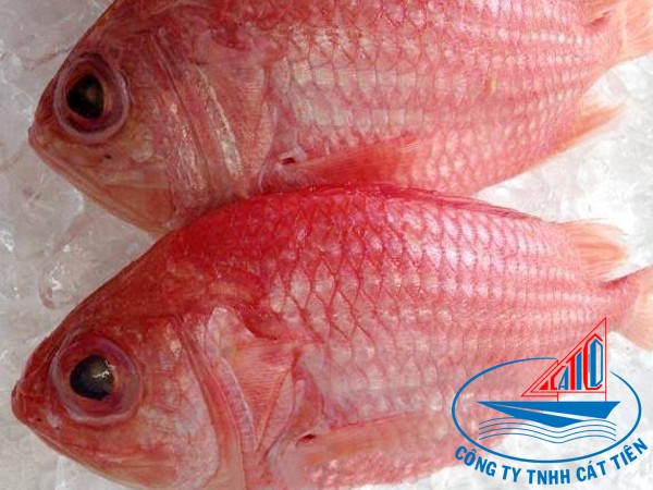 Red big eye fish