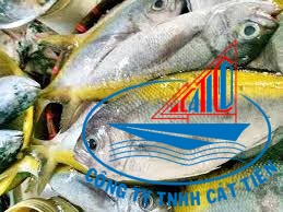  Yellow tail fusilier