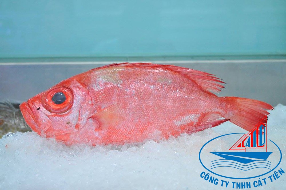Red big eye fish