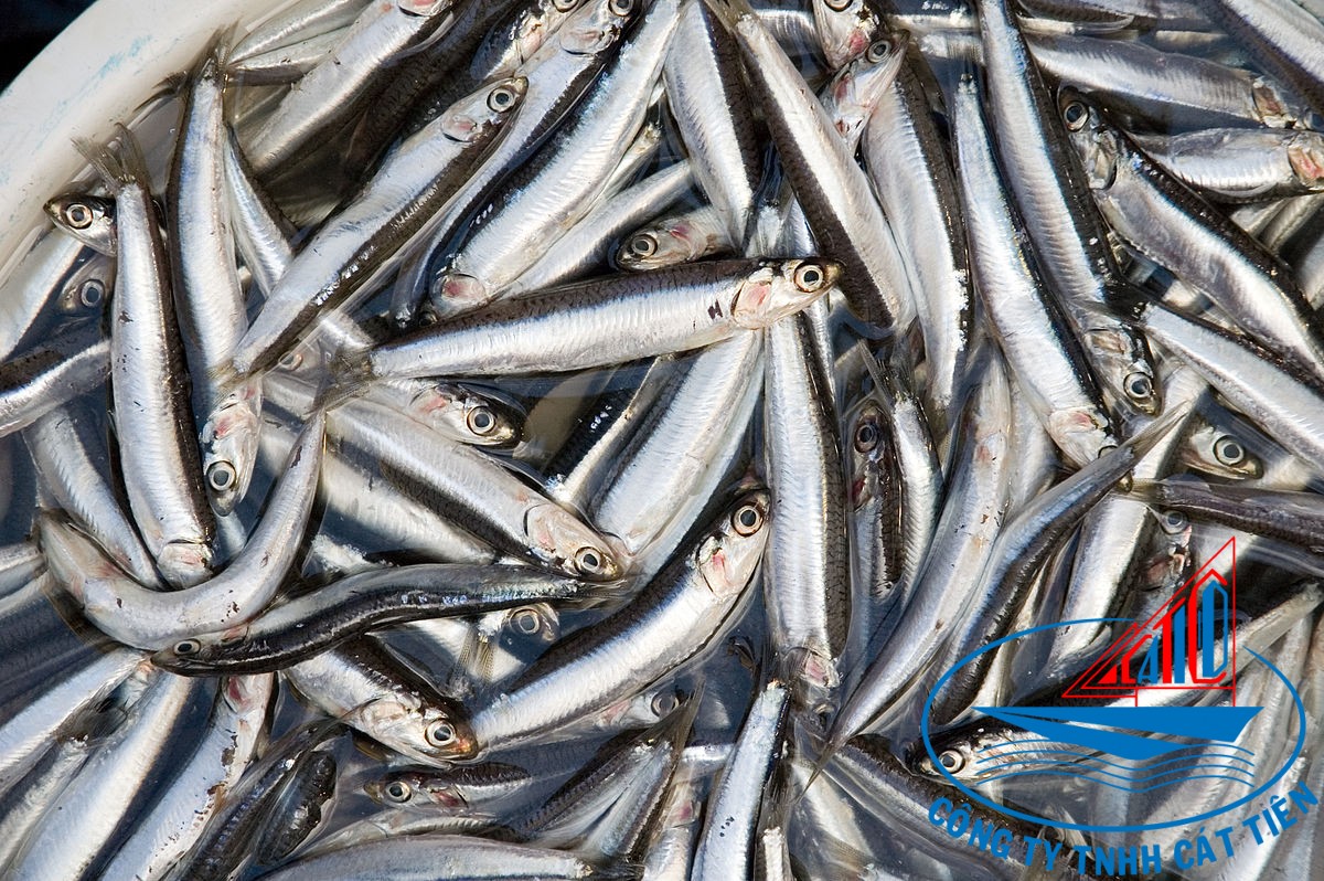  Anchovy Fish