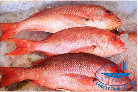 Red snapper