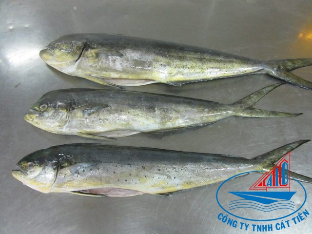 Frozen Mahi Mahi