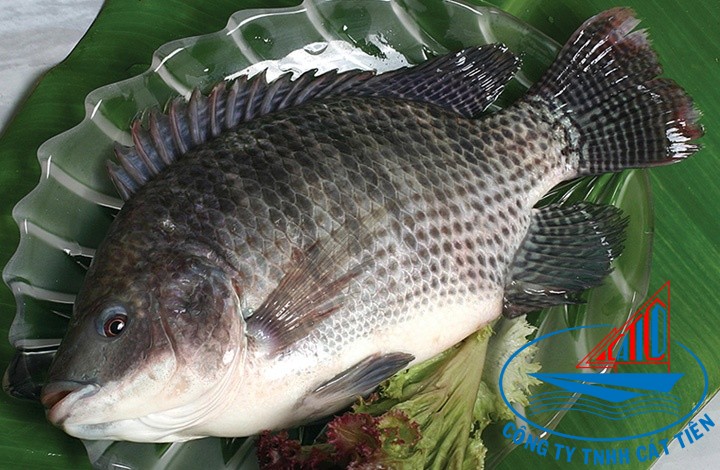 Tilapia whole round
