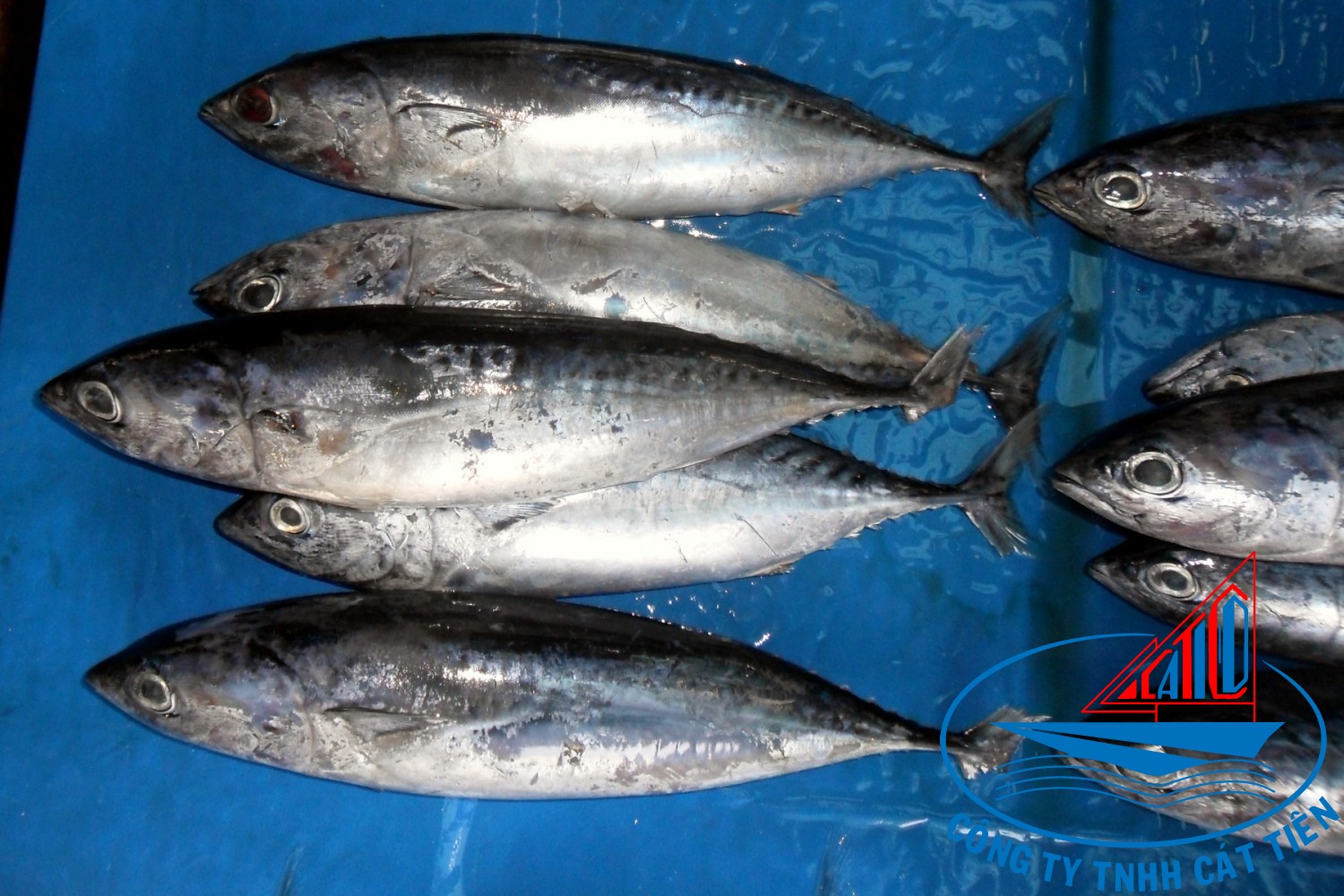 Bullet Tuna