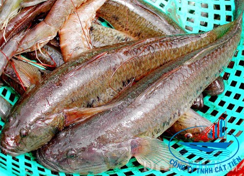  Sand goby fish