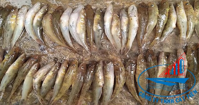  Sand goby fish