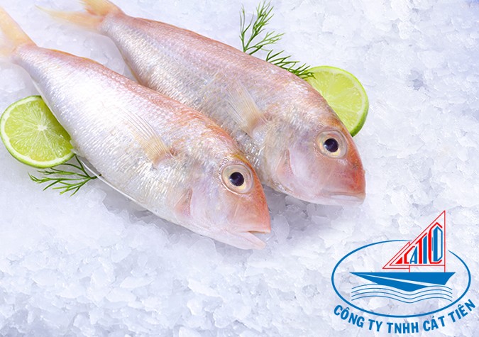 Gold threadfin bream fish