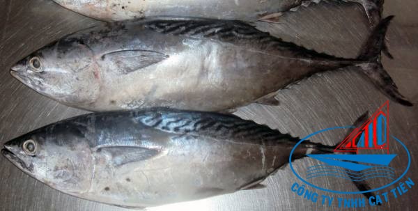 Bonito Fish