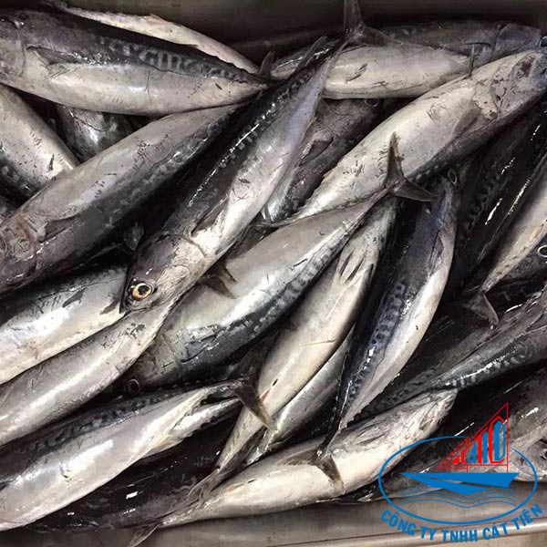 Bonito Fish