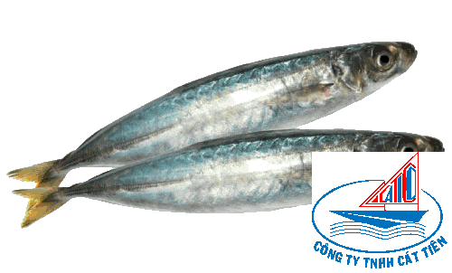 Layang scad fish