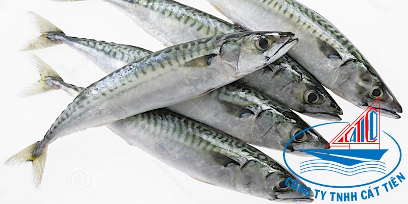 Wahoo Fish Whole round   