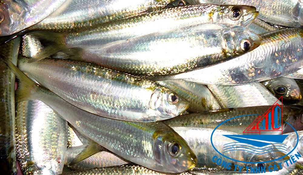 Herring Fish