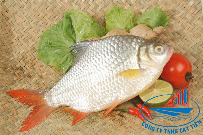 Tinfoil barb Fish