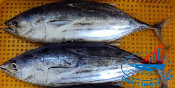 Skipjack Tuna Fish