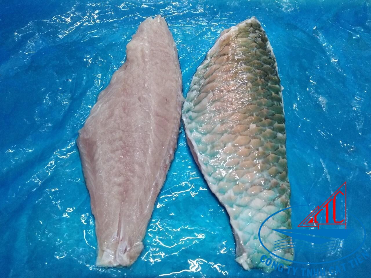 Parrot fish fille