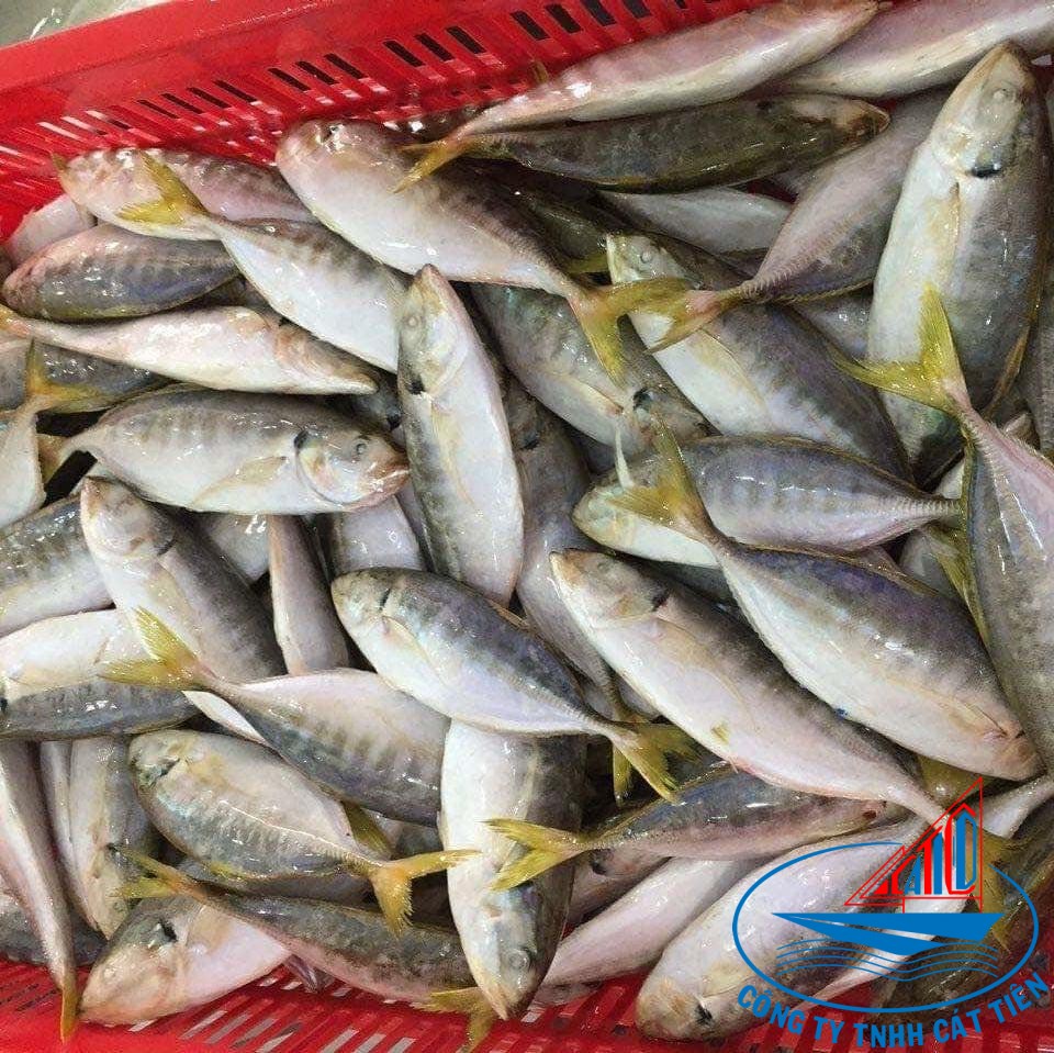 Yellow tail scad Fish