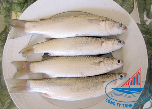 Grey Mullet Fish