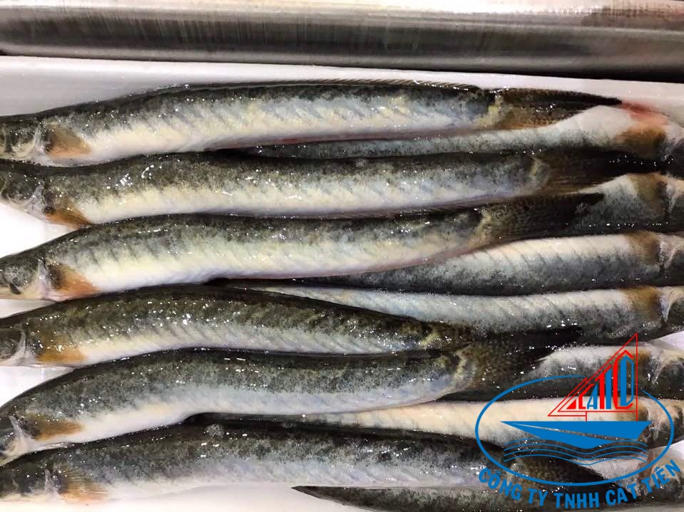 Goby keo fish