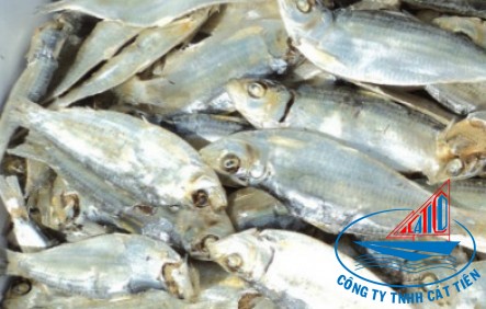 Dried herring