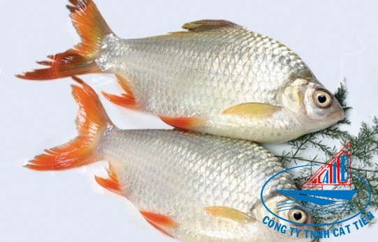 Tinfoil barb Fish