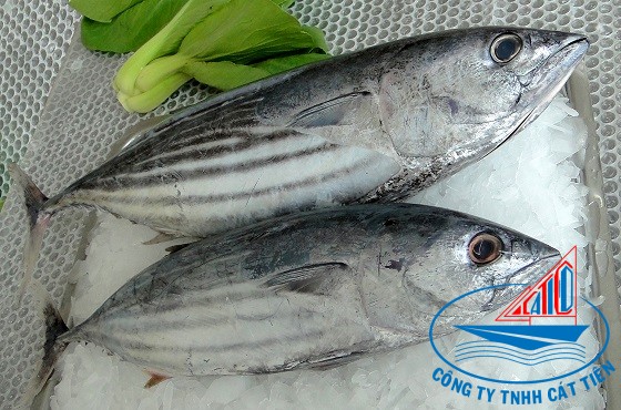Skipjack Tuna Fish